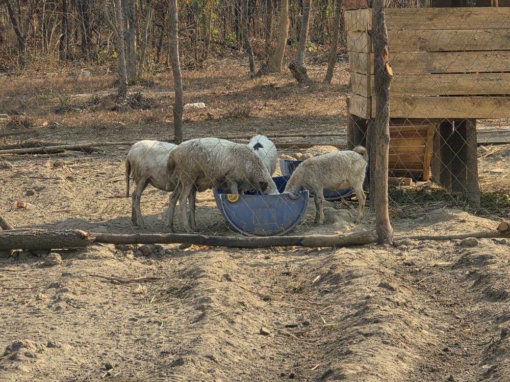 Livestock feeding